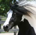 gypsymvp.com