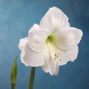 flowerglossary.com