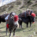 environmentaltrekking.com