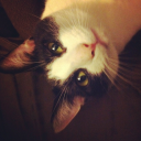vinzythekitty.com