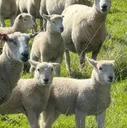organic-rams.co.nz