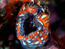 aquatic-contractors.com
