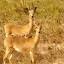 animal-files.com