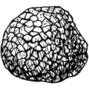fresh-truffles.com