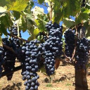 storybookwines.com