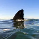 ultimate-animals.com