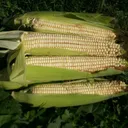 mwanakafreshfarmfoods.com