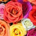 all-a-bloom.com