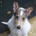 cooperativepaws.com
