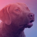 animal-photography.com